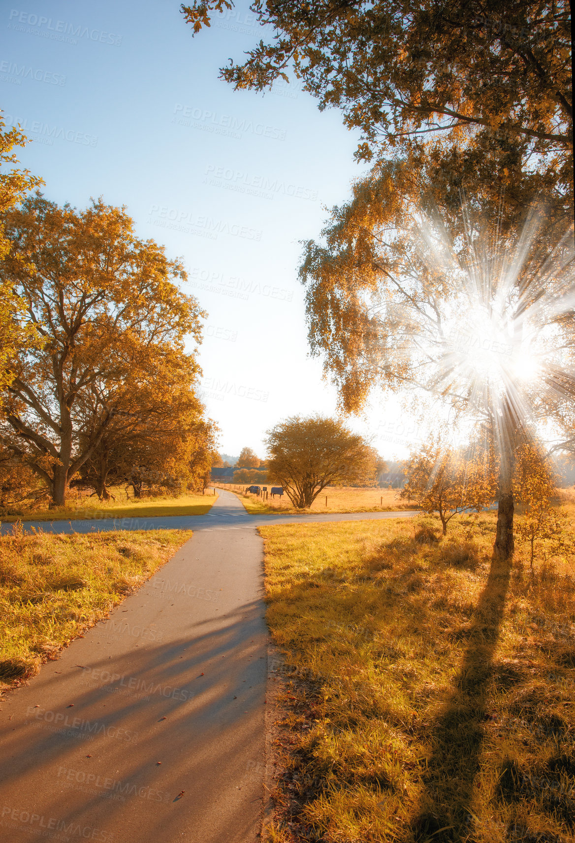 Buy stock photo Forest, trees and autumn sunset with path, light and outdoor with growth, sky and countryside on field. Woods, plants and grass on horizon, landscape and environment in nature at park in Germany