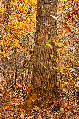 Buy stock photo Trees, forest and outdoor with bark in autumn, plants or leaf litter in countryside on ground in morning. Woods, fall and growth with trunk, texture and environment in nature at park in Germany