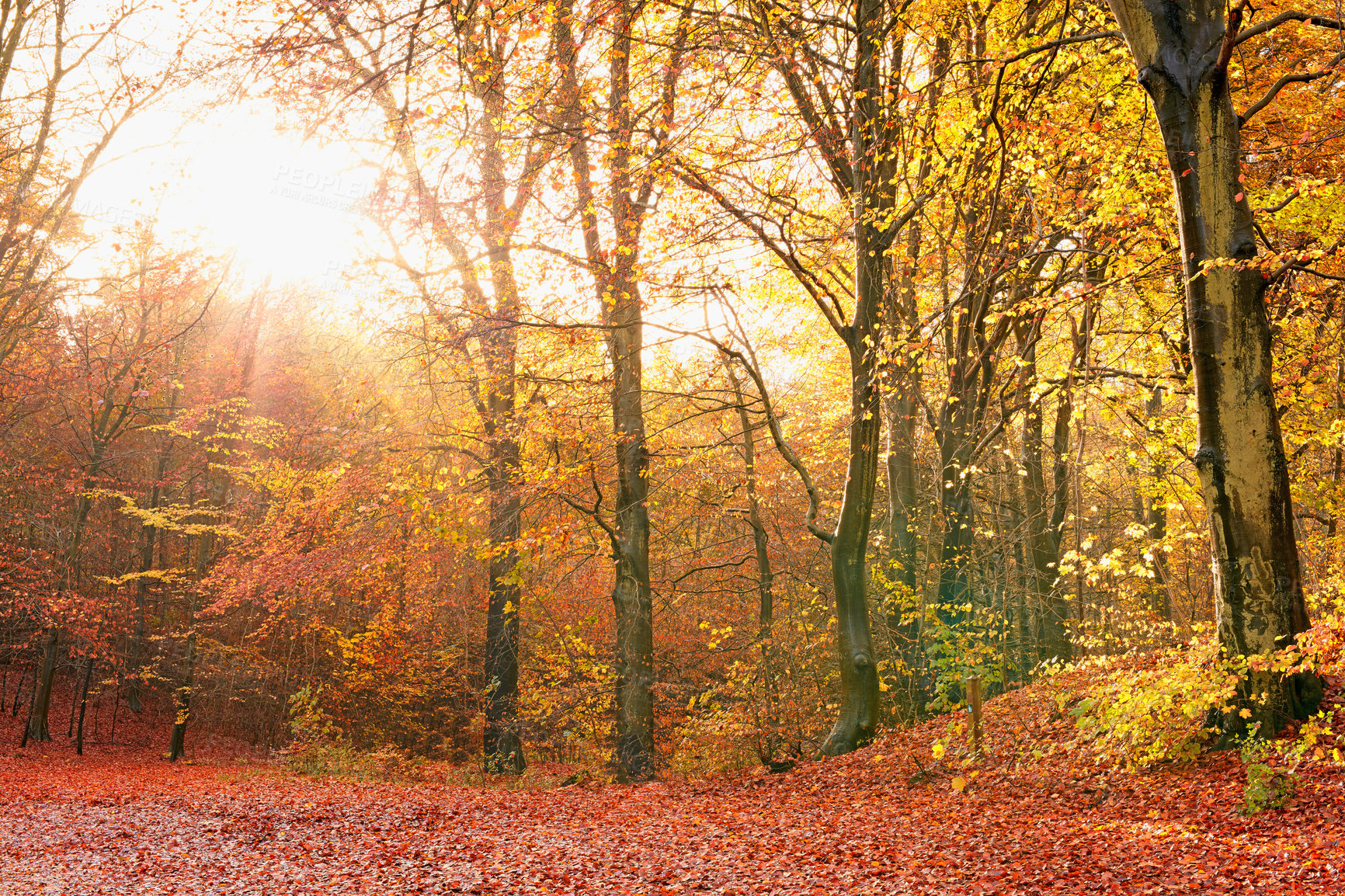 Buy stock photo Woods, trees and autumn sunset with path, light and outdoor with growth, canopy and countryside on field. Forest, plants and grass on horizon, landscape and environment in nature at park in Germany