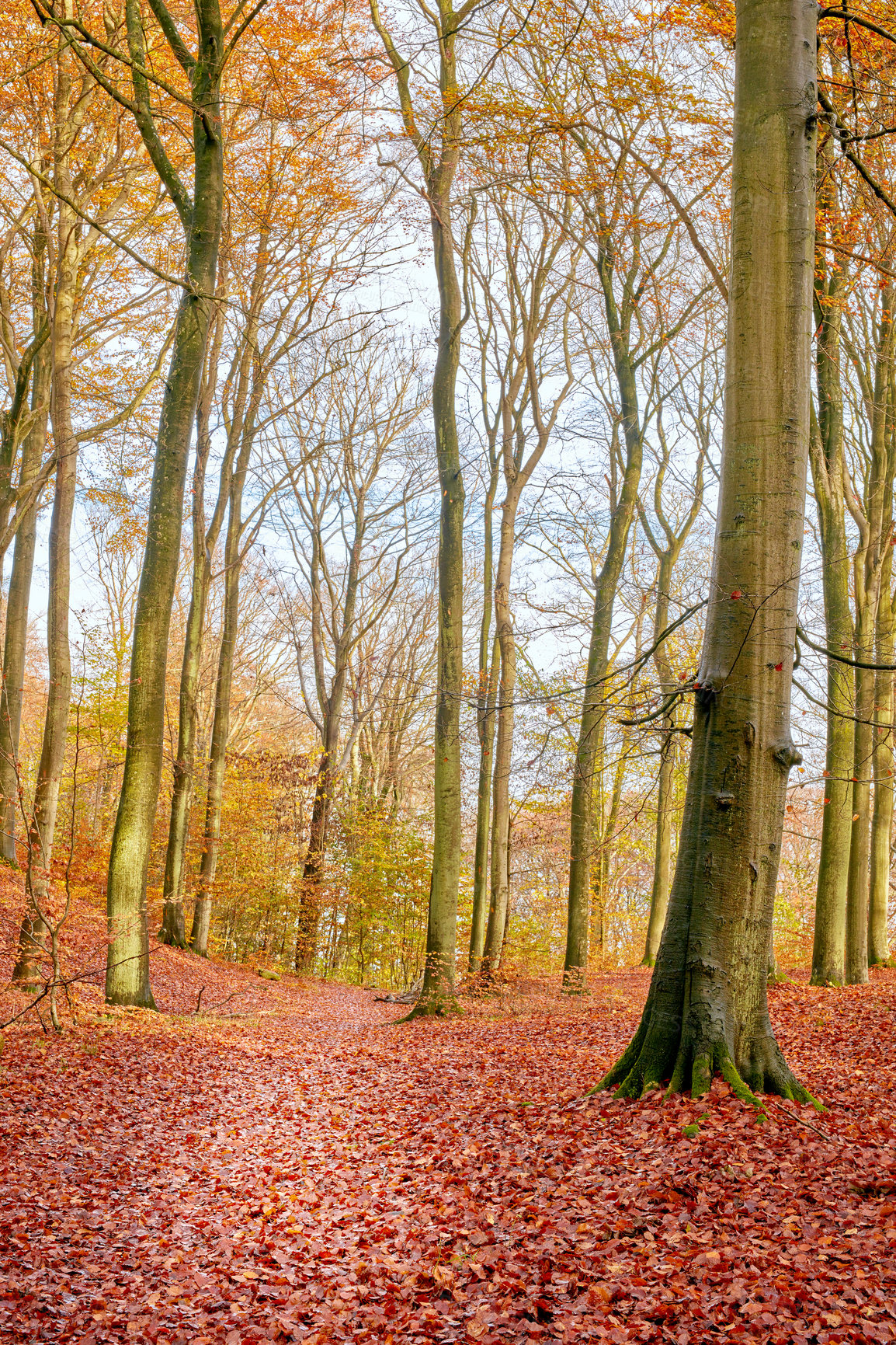 Buy stock photo Trees, fall and path on forest floor with red leaves, outdoor and change with season countryside on field. Woods, plants and autumn on horizon, landscape and environment in nature at park in Canada