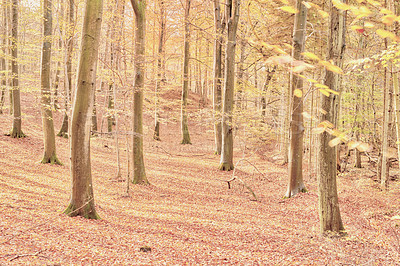 Buy stock photo Forest, trees and outdoor in autumn with leaves, sunshine and growth with season, countryside and field. Woods, plants and fall with horizon, landscape and environment in nature at park in Canada