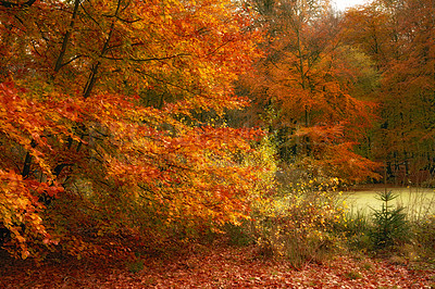 Buy stock photo Woods, trees and outdoor in autumn, meadow and red leaves with season, countryside and lake in sunshine. Forest, plants and fall with water, landscape and environment in nature at park in Canada