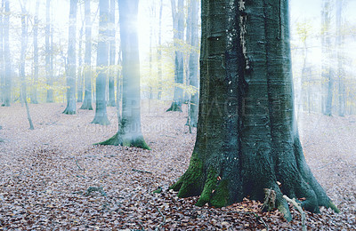 Buy stock photo Trees, forest and field with fog in autumn, outdoor and growth with trunk, ground or countryside in morning. Woods, plants and leaves with mist, landscape and environment in nature at park in Denmark