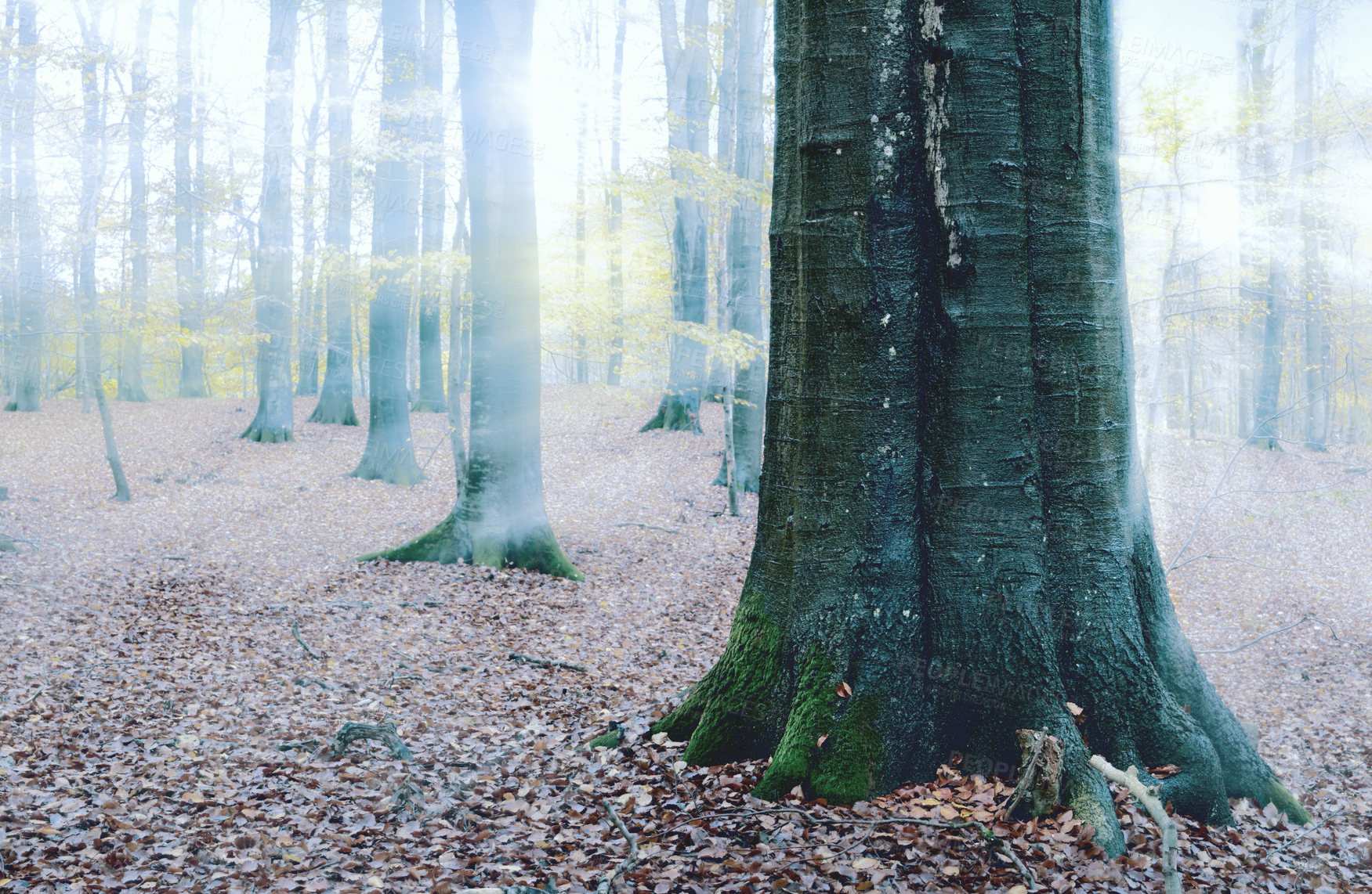 Buy stock photo Trees, forest and field with fog in autumn, outdoor and growth with trunk, ground or countryside in morning. Woods, plants and leaves with mist, landscape and environment in nature at park in Denmark