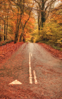 Buy stock photo Nature, road and trees in forest outdoor with landscape view, travel path and sustainable environment. Red leaves, street direction and Autumn, countryside vacation and ecology plants with peace