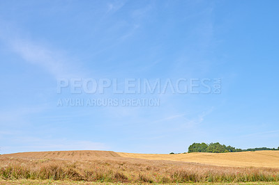 Buy stock photo A photo of a vibrant country field in harvest