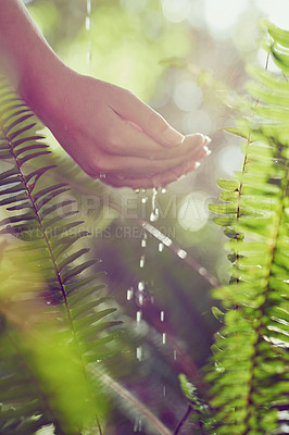 Buy stock photo Outdoor, person and hands with plants, cleaning and sunshine with spring, hygiene and environment. Closeup, water and lens flare with splash, ecology and wet with nature, prevent germs and sunshine
