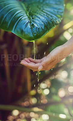 Buy stock photo Cropped shot of a woman washing her hands with water dripping from a plant outdoors