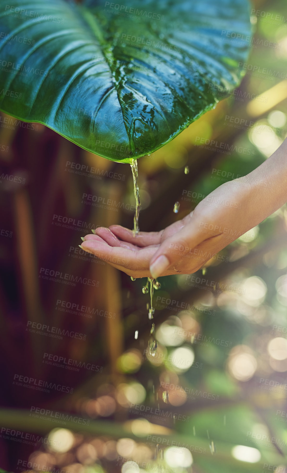 Buy stock photo Cropped shot of a woman washing her hands with water dripping from a plant outdoors
