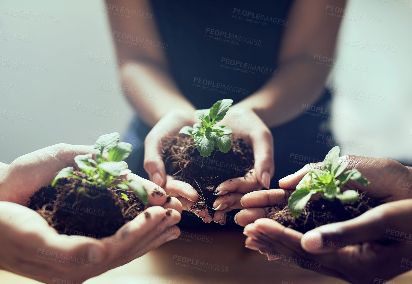 Buy stock photo Soil, hands or people with plant for agriculture, sustainability and earth day support and teamwork. Sand, growth or friends with leaf for environment, protection and community for ngo volunteer team