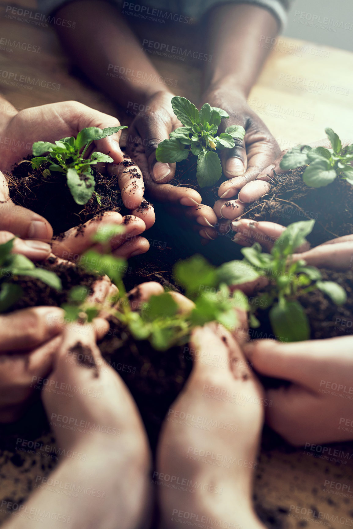 Buy stock photo Soil, hands or friends with plant for agriculture, sustainability and earth day support and teamwork. Sand, growth or people with leaf for environment, protection and community for ngo volunteer team