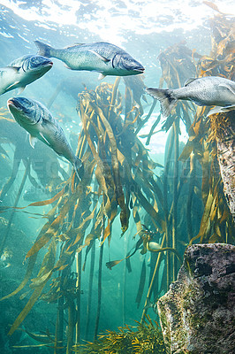 Buy stock photo Shot of fish swimming in an aquarium