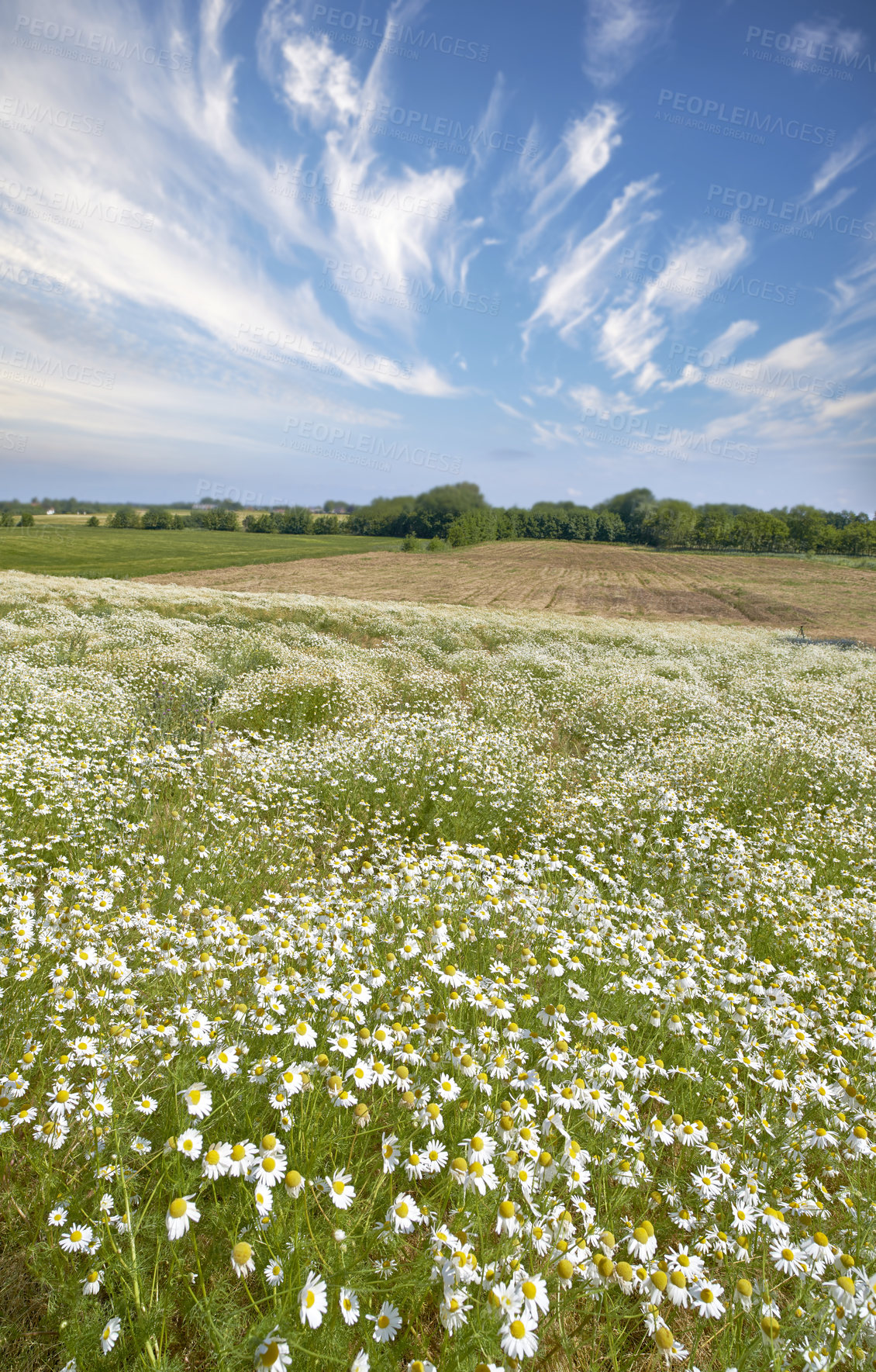 Buy stock photo Landscape of daisy flowers in a lush meadow in summer. Marguerite perennial flowering plants growing in a grassy field in spring. Beautiful white flowers budding on a farm in its natural environment