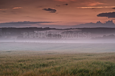 Buy stock photo Outdoor, landscape and countryside with agriculture, plants and Denmark with farming, clouds and growth. Empty, outside and fog with sustainability, sunset or eco friendly with leaves or environment