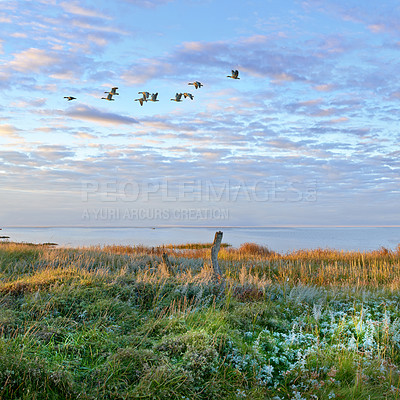 Buy stock photo Magical Danish landscape of a lake beside a lush green field. Scenic view of wild geese flying over a bog on a cloudy horizon. A dreamy nature scene in spring of swamp land, reeds and wild flowers. 