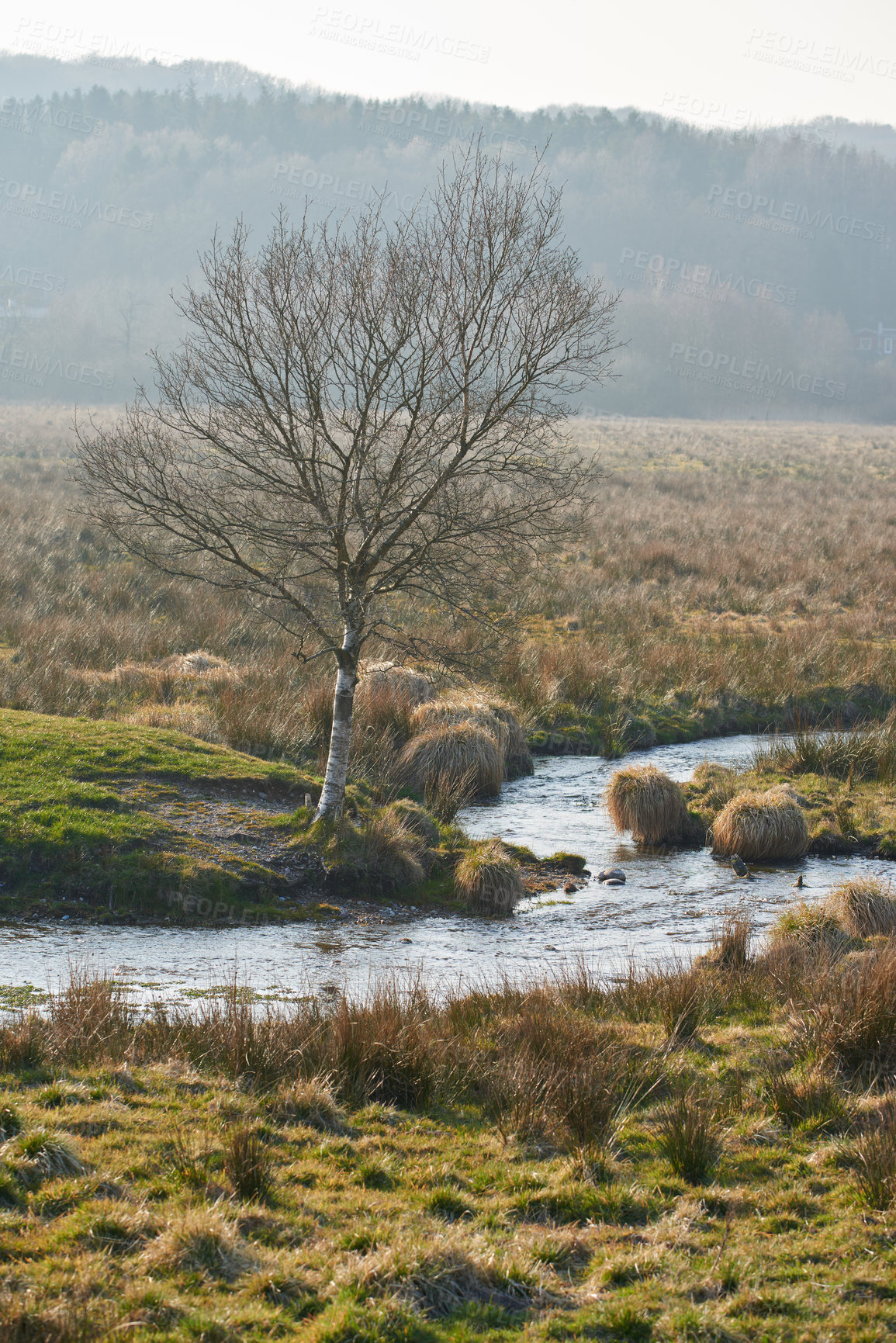 Buy stock photo Oaktree without leaves beside a narrow stream in the autumn season. Autumn time contrast changeable weather concept. Alone tree in a field. The tree is bare but the grass is green.