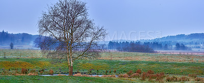 Buy stock photo Copyspace of scenic landscape with a bare oak tree on farmland with the forest in the background. View of misty field in the countryside in spring. Single leafless tree and grassland against blue sky