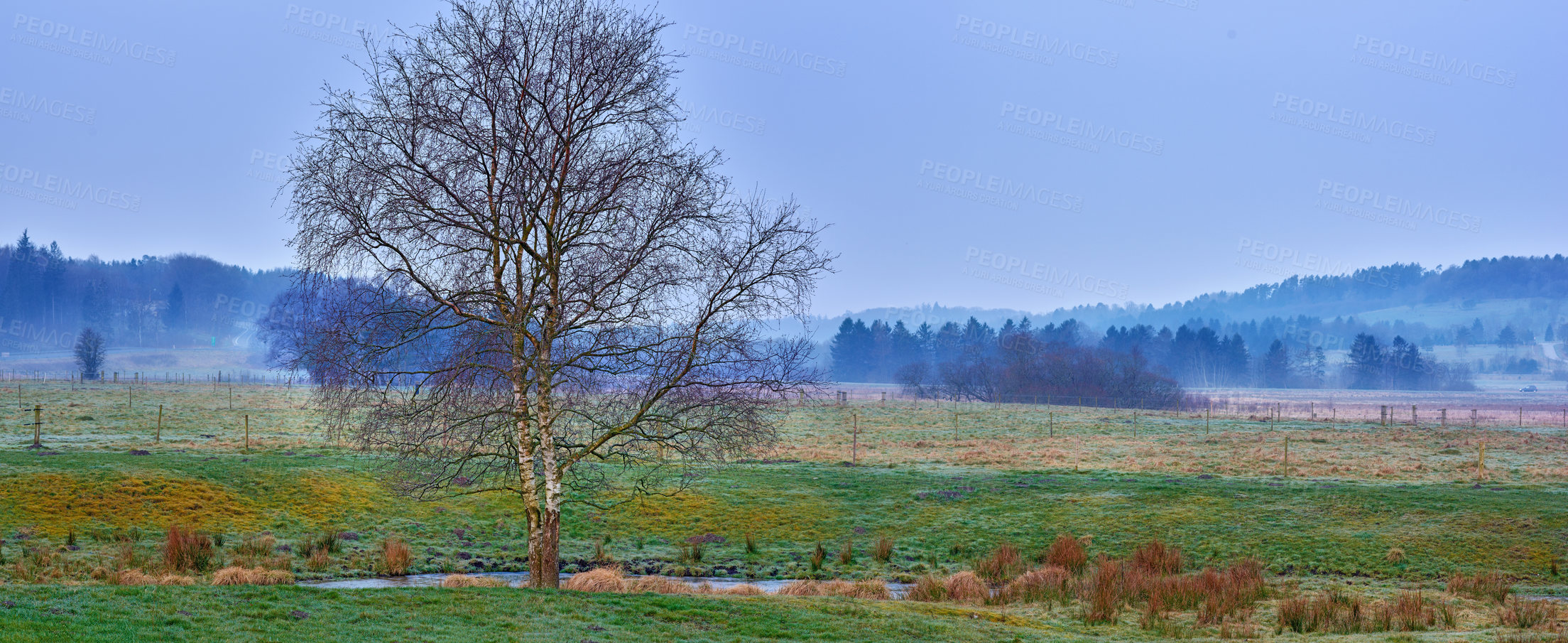 Buy stock photo Copyspace of scenic landscape with a bare oak tree on farmland with the forest in the background. View of misty field in the countryside in spring. Single leafless tree and grassland against blue sky