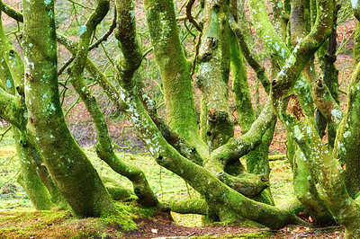 Buy stock photo A group of mossy tree trunks covered in algae growing in a forest in summer. Various green bare stumps near a field in a nature background. Misshapen strange plants in a mysterious landscape outside