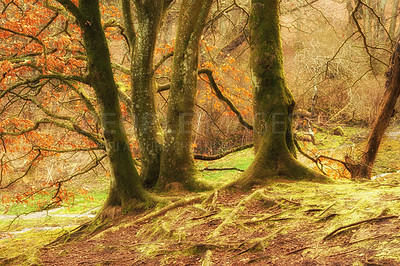 Buy stock photo Moss covered beech trees growing in remote forest, meadow, countryside. Mystic woods with algae covering the trunks in quiet, serene, tranquil, calm, zen landscape. Discovering peace in mother nature