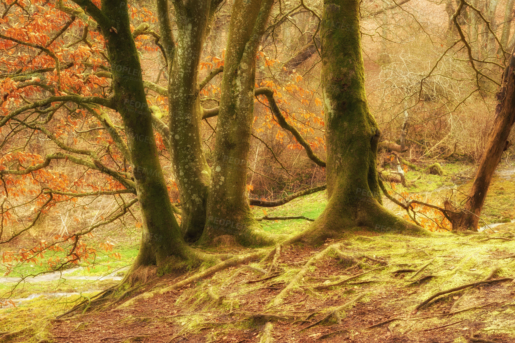 Buy stock photo Moss covered beech trees growing in remote forest, meadow, countryside. Mystic woods with algae covering the trunks in quiet, serene, tranquil, calm, zen landscape. Discovering peace in mother nature