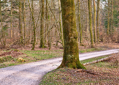 Buy stock photo A pine forest with a pathway. An autumn landscape of tall tree trunks in the woods with a hiking trail or dirt road for driving. Leafless trees covered in moss in empty green woodland in Germany