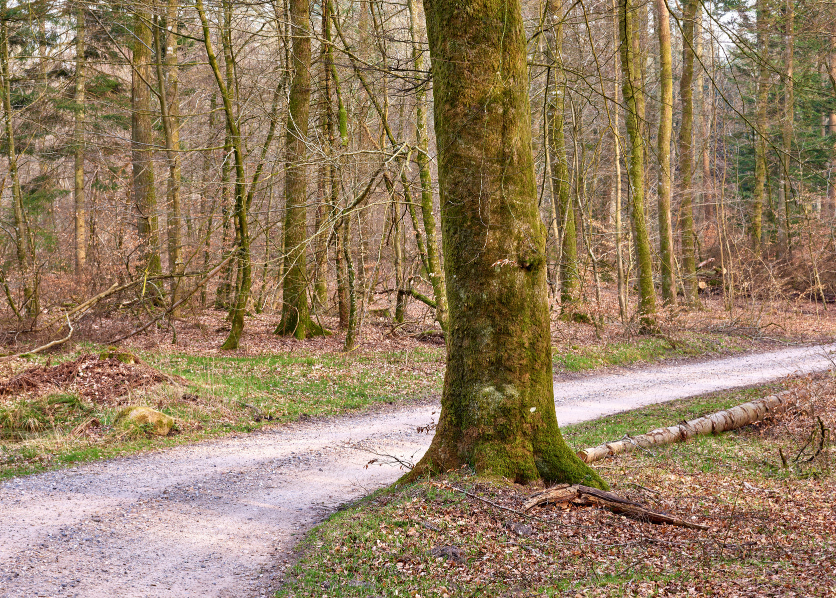 Buy stock photo A pine forest with a pathway. An autumn landscape of tall tree trunks in the woods with a hiking trail or dirt road for driving. Leafless trees covered in moss in empty green woodland in Germany