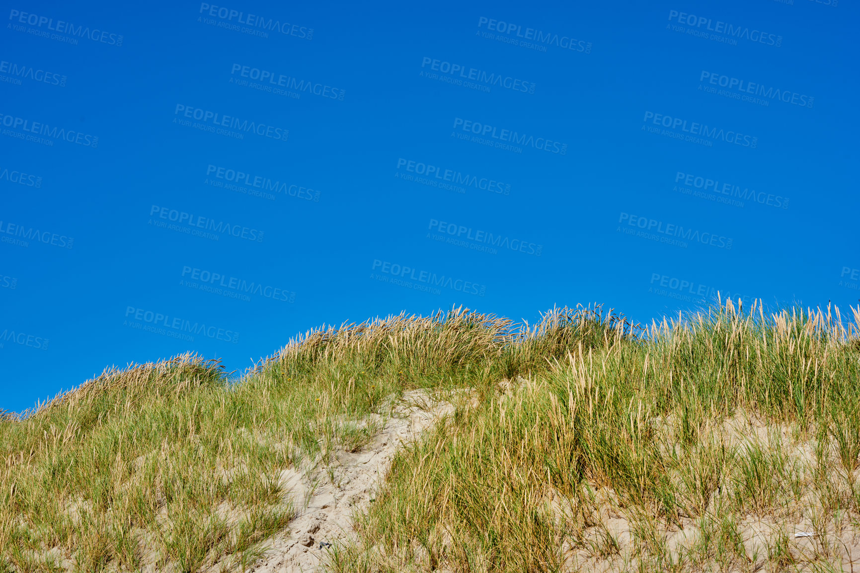 Buy stock photo Blue sky, dune and sand with nature, plants and environment with summer, tourism and travel. Empty, outdoor and grass with sunshine, Denmark and holiday with landscape, calm and vacation