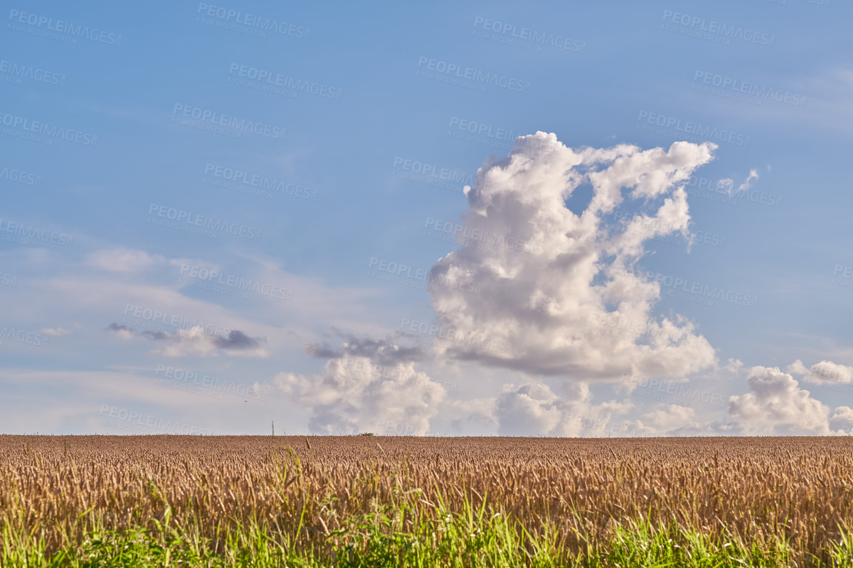 Buy stock photo Copyspace alongside cumulus clouds floating in a blue sky background on the horizon of a wheat field in Denmark. Scenic landscape of stalks of grain growing in countryside. Beauty of earth in nature