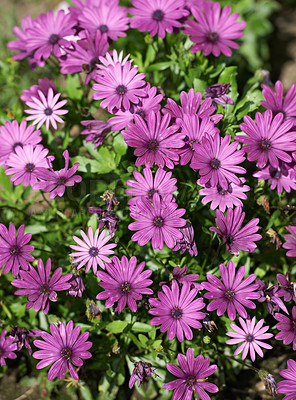 Buy stock photo Top view of purple aster flowers growing in a green field or meadow in summer. Pink marguerite plants blooming in a botanical garden in spring. Flora blossoming in a park from above. 