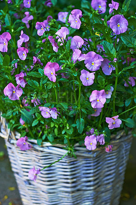 Buy stock photo Pansies flourishing in a vase in a backyard garden in summer. Purple plants growing and blooming in a lush green environment in spring. Beautiful violet flowering plants budding in a yard outside