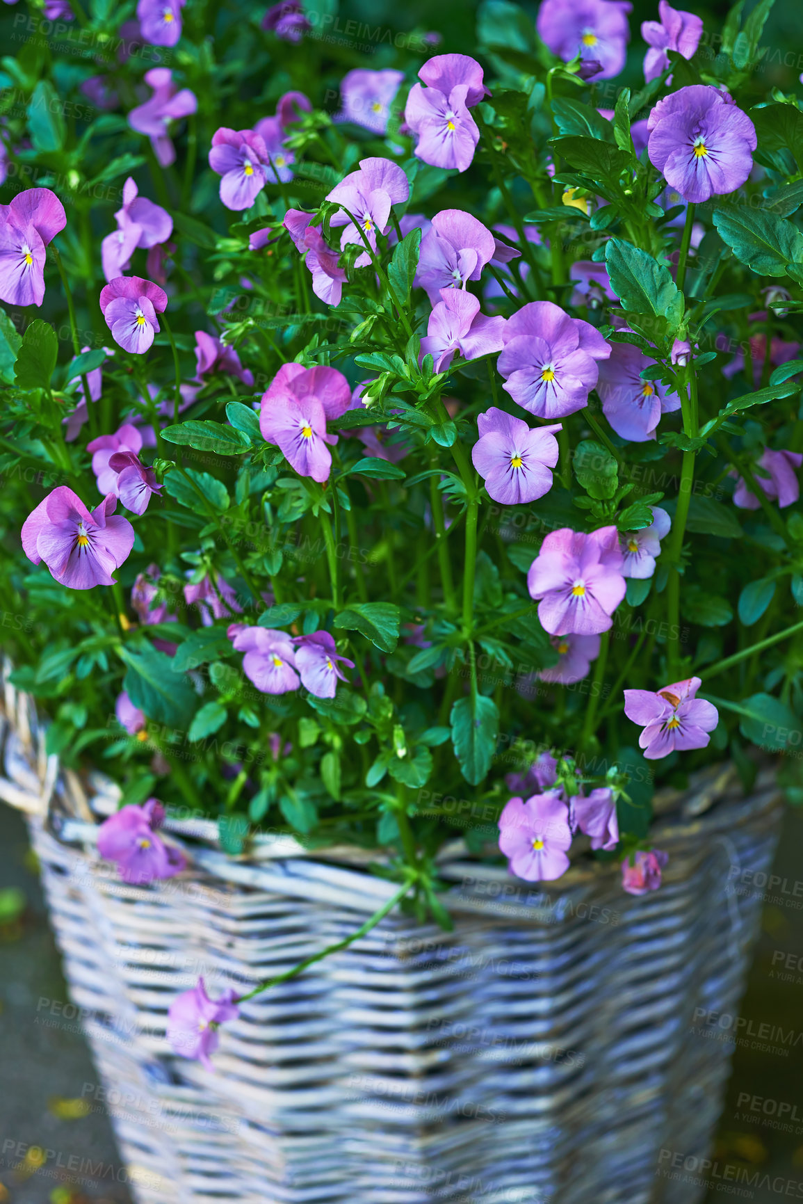 Buy stock photo Pansies flourishing in a vase in a backyard garden in summer. Purple plants growing and blooming in a lush green environment in spring. Beautiful violet flowering plants budding in a yard outside