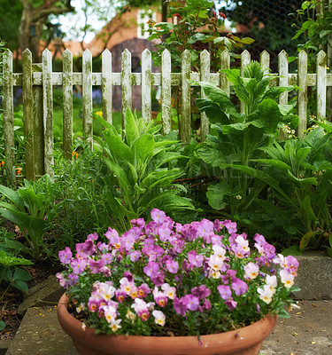 Buy stock photo Landscape of pansies growing in a vase in a backyard garden in summer. Pretty purple plants blooming in a lush green environment in spring. Beautiful violet flowering plants budding in a yard outside