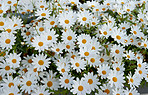 Daisy - Marguerite