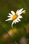 Daisy - Marguerite