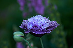 Poppies blooming