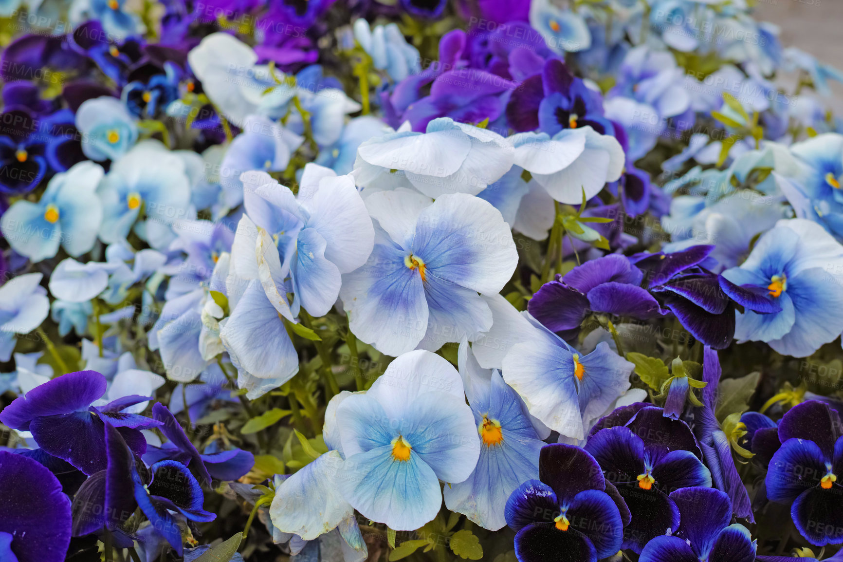 Buy stock photo  A Close-up view of a bloomed colorful pansy flower in a garden. Beautiful small floweret with Multicolored petals, and green natural background. A purple-violet flower among fresh leaves.  