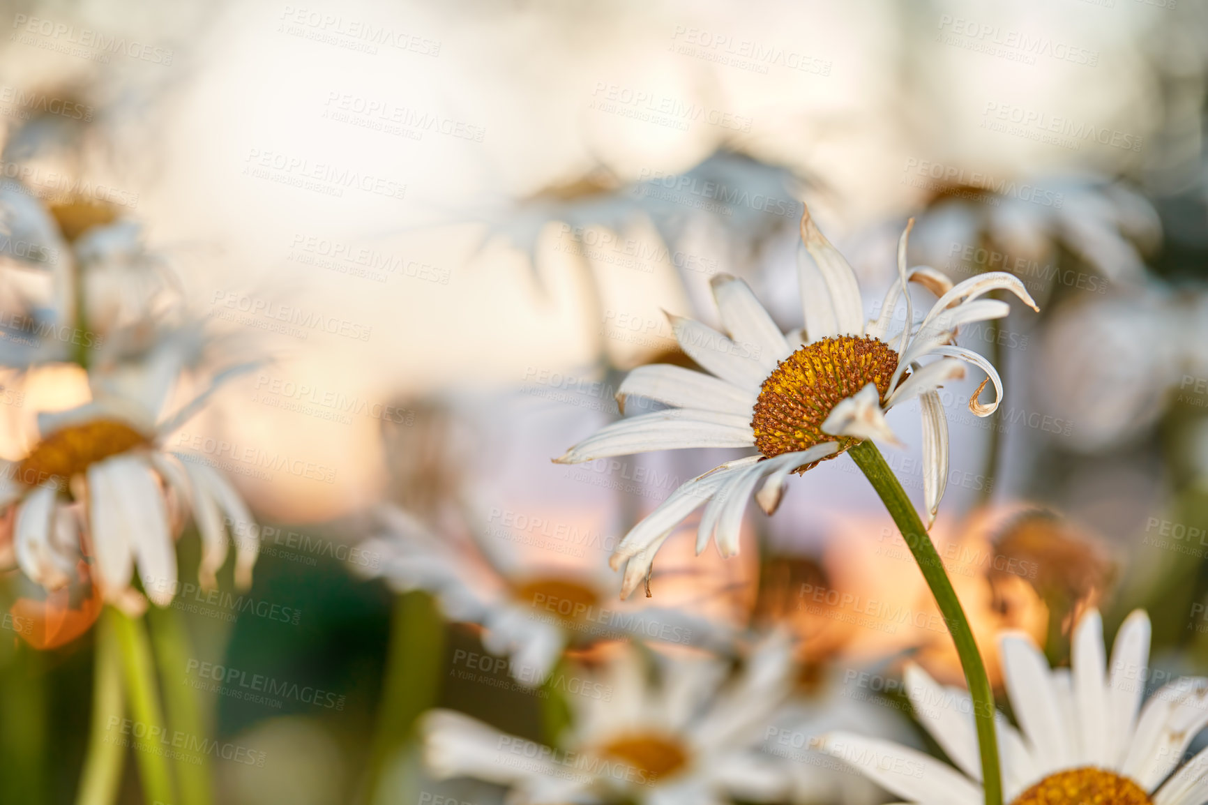 Buy stock photo Garden photos of the beautiful Daisy - Marguerite. Beautiful daisies growing in the meadow. Wilted white daisy flowers in the garden. Selective focus on a daisy flower with the yellow disk. 