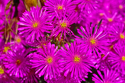 Buy stock photo Closeup top view of aster flowers growing in green botanical garden in summer. Flowering plants blooming in its natural environment in spring from above. Purple flowers blossoming in a nature reserve