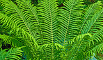 Fern in my jungle garden