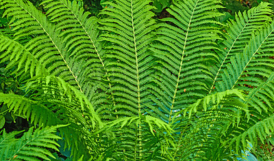 Buy stock photo Background, growth and nature with fern in garden closeup for botany, horticulture or landscaping. Environment, green and wallpaper with plants growing outdoor in backyard for conservation or ecology