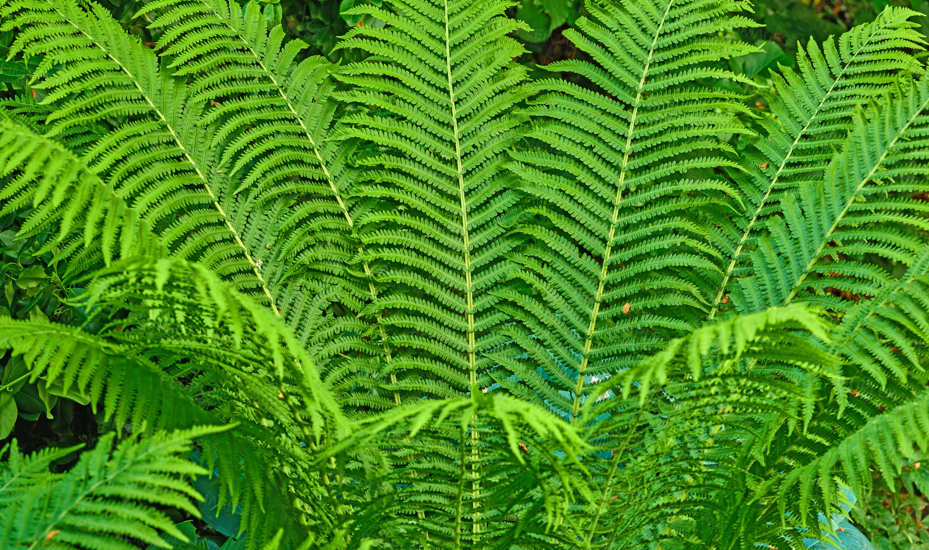 Buy stock photo Background, growth and nature with fern in garden closeup for botany, horticulture or landscaping. Environment, green and wallpaper with plants growing outdoor in backyard for conservation or ecology