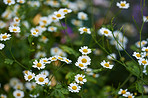 Daisy - Marguerite