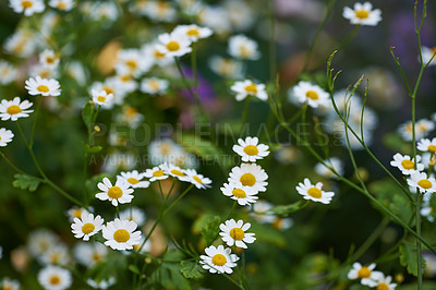 Buy stock photo Daisy flowers growing in a green grassy meadow from above. Top view of marguerite flowering plants on a field in spring. Many white flowers blooming in a garden in summer. Flora flourishing in nature