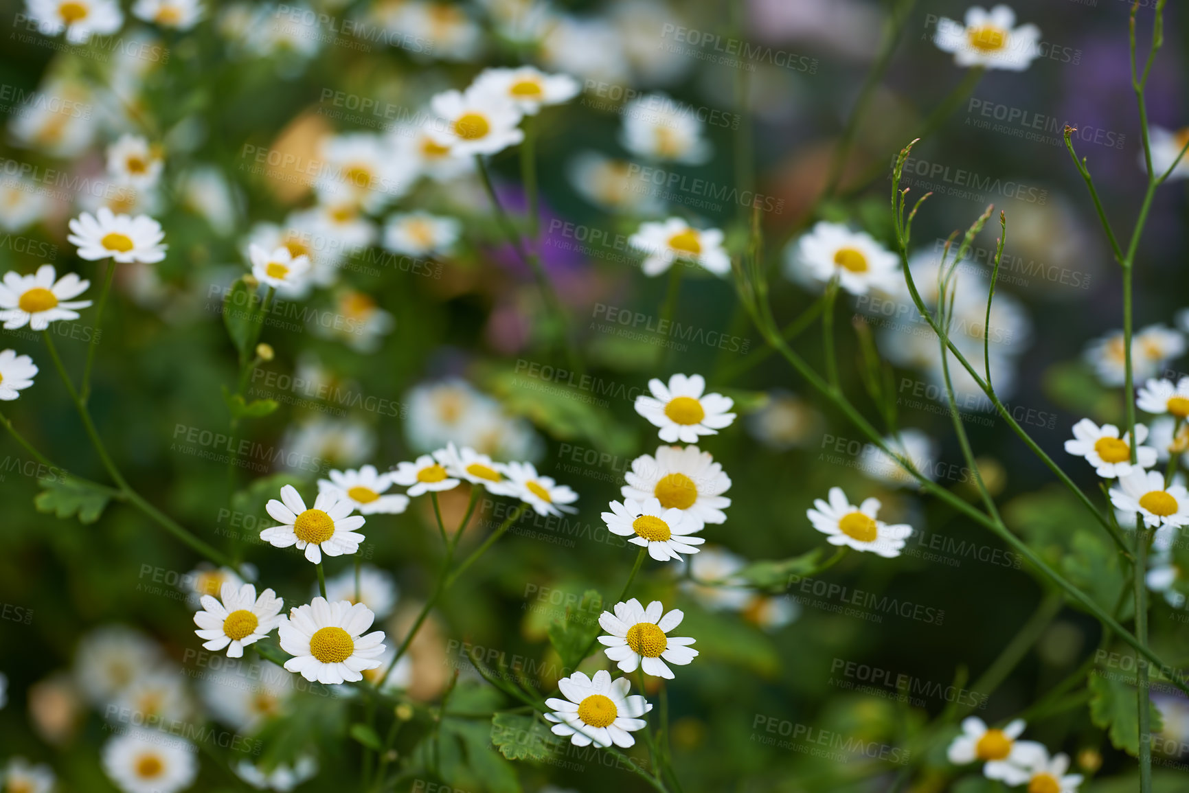 Buy stock photo Daisy flowers growing in a green grassy meadow from above. Top view of marguerite flowering plants on a field in spring. Many white flowers blooming in a garden in summer. Flora flourishing in nature