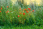 Poppies blooming