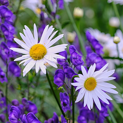 Buy stock photo Top view of daisy flowers growing in green meadow among purple flora. Marguerite perennial flowering plants on a grassy field in spring from above. Beautiful white flowers blooming in backyard garden