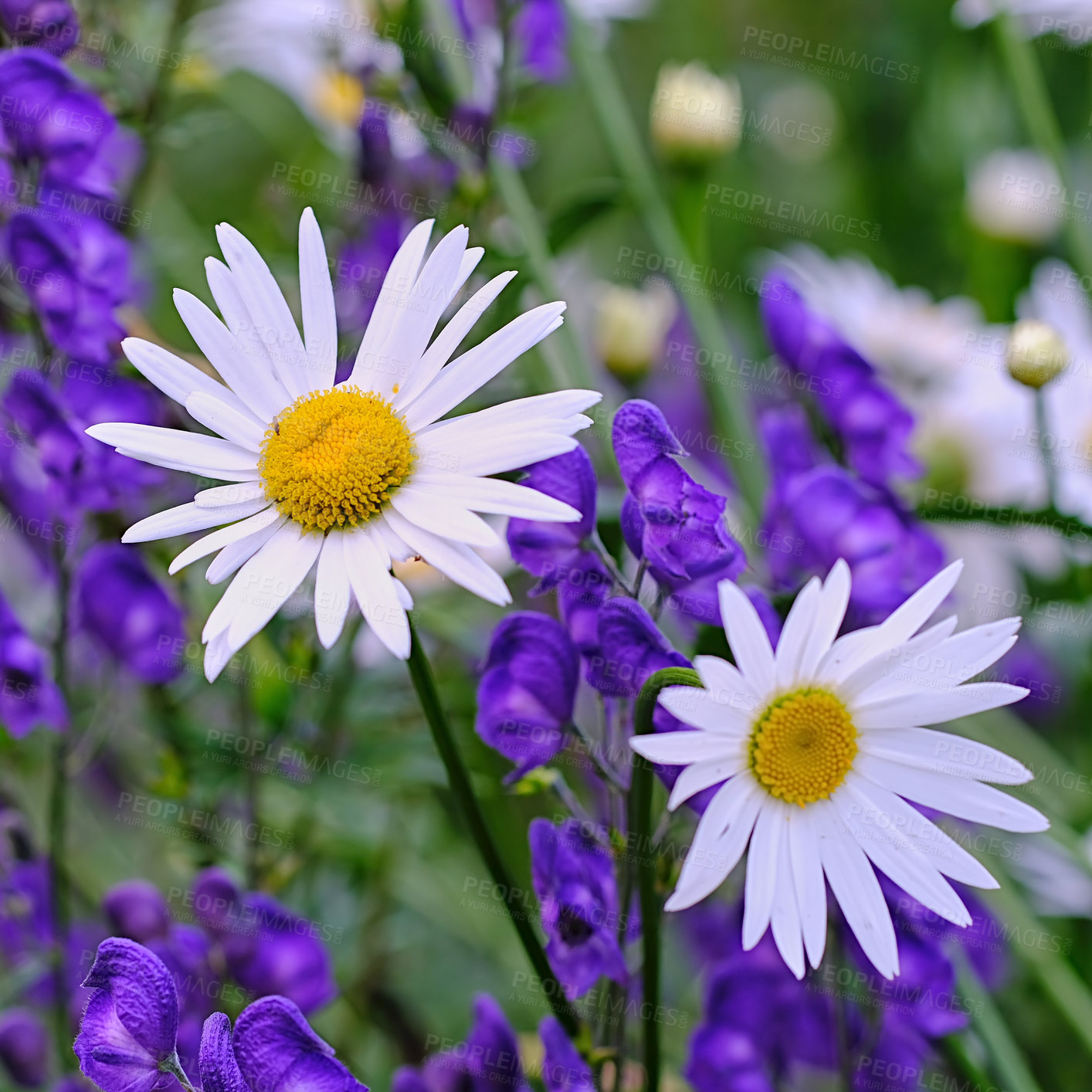 Buy stock photo Top view of daisy flowers growing in green meadow among purple flora. Marguerite perennial flowering plants on a grassy field in spring from above. Beautiful white flowers blooming in backyard garden