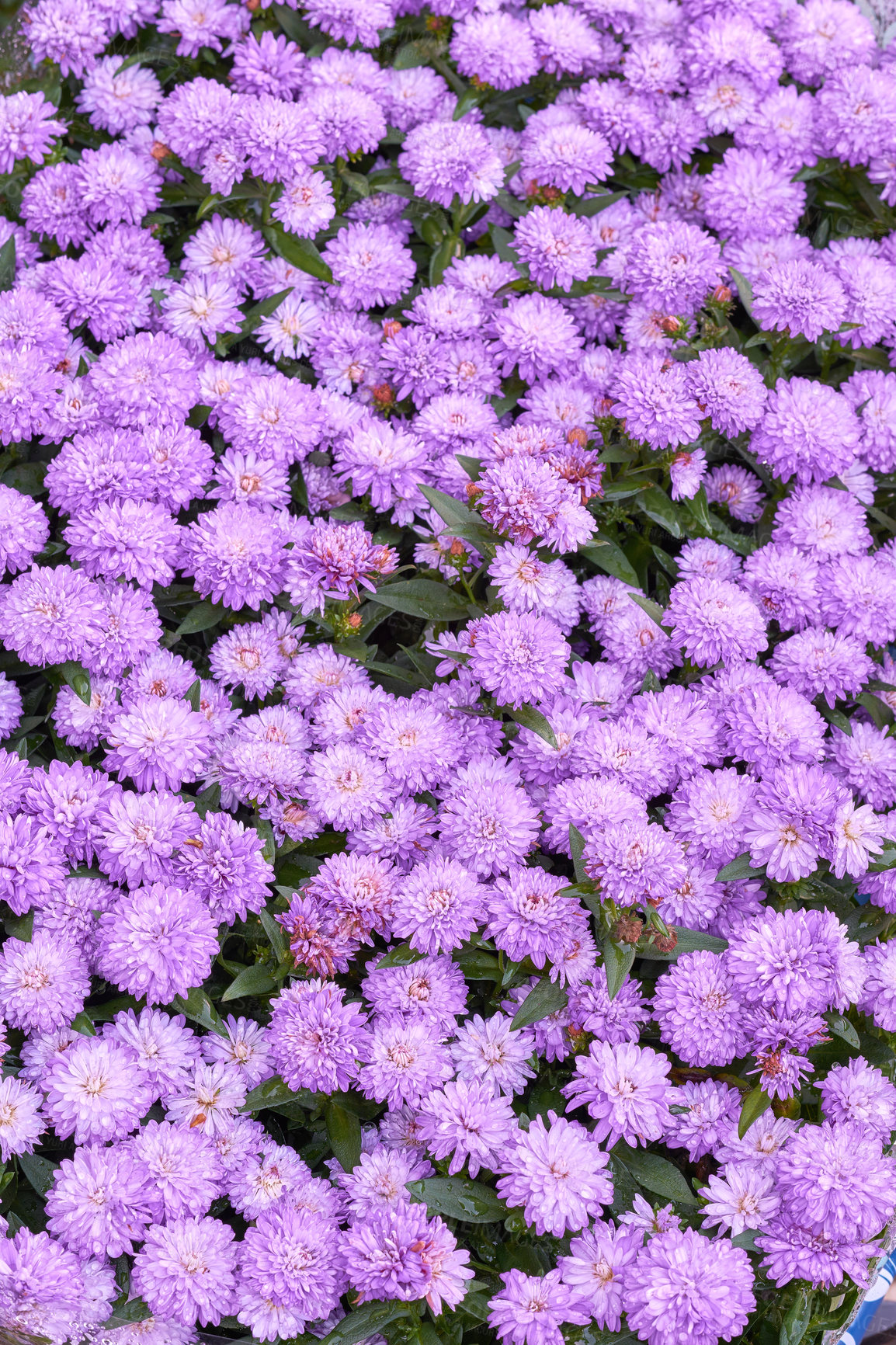 Buy stock photo Purple wild flowers growing in a backyard garden in summer. Flowering plants blooming in its natural environment in spring from above for gardening. Pretty pink flowers blossoming in the park