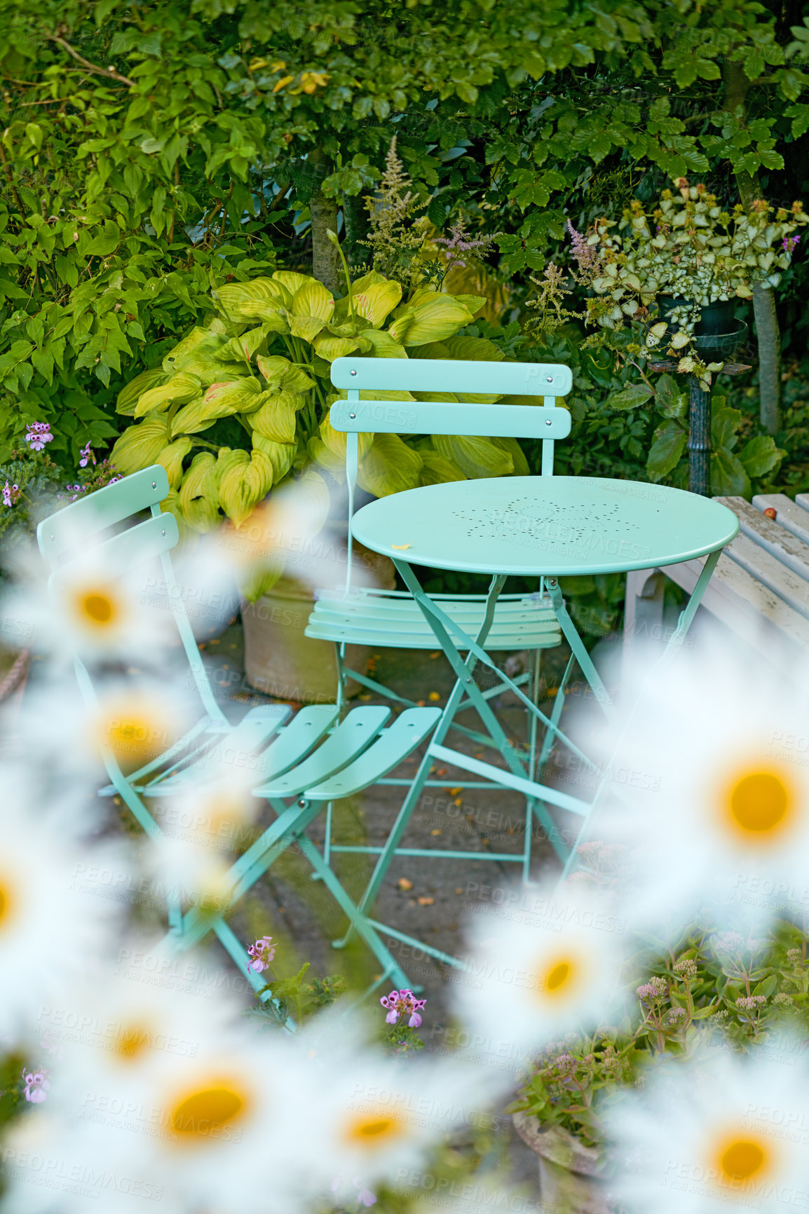 Buy stock photo Picnic table and chairs in a lush garden at a peaceful park or tranquil courtyard surrounded by daisy flowers outdoors. Relaxing, calm and soothing environment to enjoy a quiet and pleasant break 